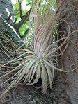 TILLANDSIA : MAGNUSIANA